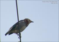 Red-cheeked Myna Sturnus philippensis 쇠찌르레기