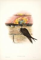 Richter after Gould Swift (Cypselus apus)