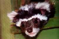 Young Marbled Polecat (Vormela peregusna) in box