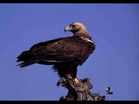 Ejemplar de águila imperial ibérica (Aquila adalberti) en Andalucía