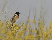 Stonechat (Saxicola torquata)