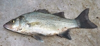 White Bass Morone chrysops