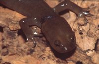 : Batrachuperus pinchonii; Stream Salamander