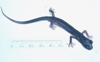 : Chiropterotriton magnipes
