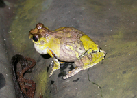 : Dendropsophus marmoratus