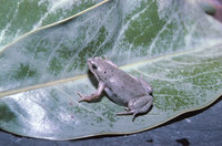 : Gastrophryne olivacea; Great Plains Narrow-mouthed Toad