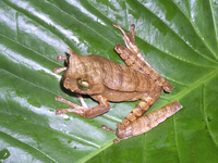 : Gastrotheca cornuta