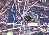 : Leptodactylus ocellatus; Criolla Frog