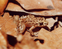 : Leptodactylus thomei