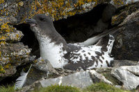 : Daption capense; Cape Petrels