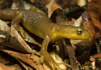 : Taricha torosa torosa; California Newt