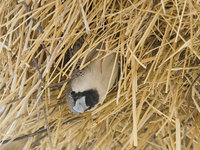 : Philetairus socius; Sociable Weaver