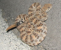 : Crotalus mitchelli; Speckled Rattlesnake