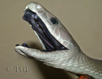 : Dendroaspis polylepis; Black Mamba