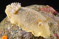 : Geitodoris heathi; Heath's Dorid