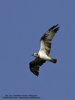 Osprey Scientific name - Pandion haliaetus