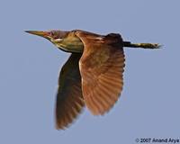 Cinnamon Bittern » Ixobrychus cinnamomeus