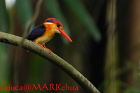 Black-backed Kingfisher (Ceyx erithacus)