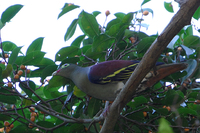 Thick-billed Green Pigeon (Treron curvirostra)