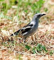 북방쇠찌르레기 (北方－ Sturnus sturninus)