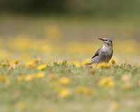 은빛찌르레기 Red-billed Starling