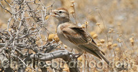 Red-capped Lark Calandrella cinerea