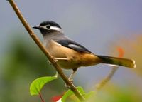 ミミジロチメドリ White-eared Sibia Heterophasia auricularis