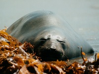 Mirounga leonina photographed at Sumner beach using a Pentax MZ-5 and Tokina 100-300mm ATX manua...