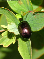 Chrysolina geminata