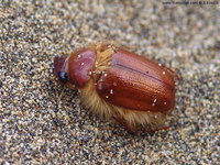 Pachydema bipartita