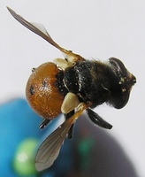 Gymnosoma acrosterni