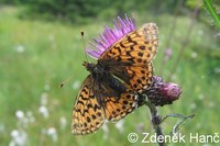 Boloria aquilonaris - Cranberry Fritillary