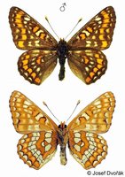 Euphydryas maturna - Scarce Fritillary