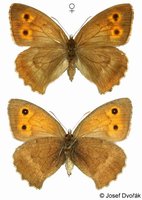 Hyponephele lycaon - Dusky Meadow Brown