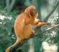 Golden lion tamarin (Leontopithecus rosalia)