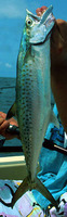 Scomberomorus tritor, West African Spanish mackerel: fisheries