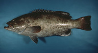 Mycteroperca microlepis, Gag: fisheries, gamefish