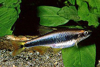 Notropis signipinnis, Flagfin shiner: