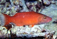 Oxycheilinus digramma, Cheeklined wrasse: fisheries, aquarium