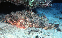 Scorpaenopsis cacopsis, Jenkin's scorpionfish: aquarium