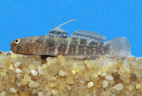 Gobiosoma paradoxum, Paradox goby: