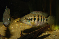 Thysochromis ansorgii, :