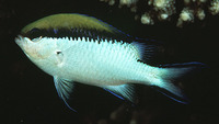 Chromis nitida, Barrier reef chromis: