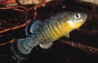 Aphanius apodus, : aquarium