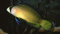 Pseudochromis splendens, Splendid dottyback: aquarium