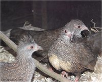 Stone Partridge Ptilopachus petrosus