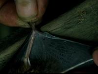 Image of: Nyctalus noctula (noctule)