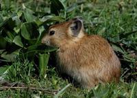 Image of: Ochotona curzoniae (black-lipped pika)