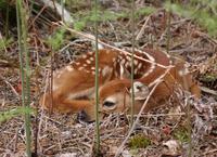 Image of: Odocoileus virginianus (white-tailed deer)