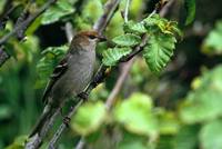 Pinicola enucleator - Pine Grosbeak